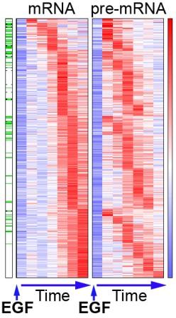 Each row represents one of 400 genes induced by an EGF signal. Red denotes high expression levels. The expression profiles reveal that pre-mRNA expression does not always match that of the mRNA. Genes marked by green exhibit production overshoot